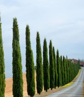 Cupressus sempervirens 'Totem Pole' 